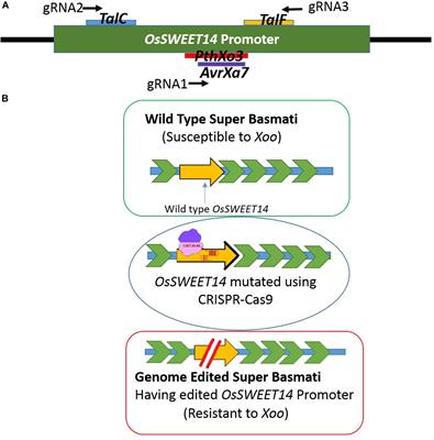 Precise CRISPR-Cas9 Mediated Genome Editing in Super Basmati Rice for Resistance Against Bacterial Blight by Targeting the Major Susceptibility Gene
